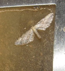 Idaea attenuaria