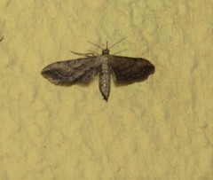 Idaea attenuaria
