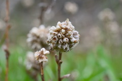 Calocephalus lacteus