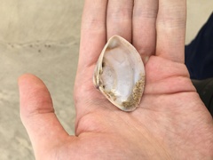 Austromactra rufescens