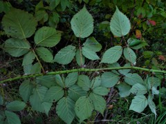 Rubus incurvatiformis