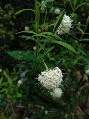 Pimelea ligustrina hypericina