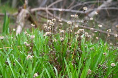 Calocephalus lacteus