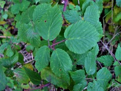 Rubus incurvatiformis