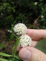 Pimelea ligustrina hypericina
