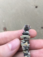 Patelloida latistrigata