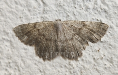 Dicrognophos sartata