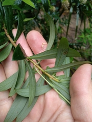 Pimelea ligustrina hypericina