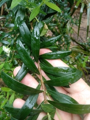 Pimelea ligustrina hypericina