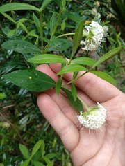 Pimelea ligustrina hypericina