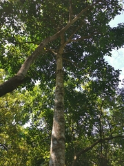 Mallotus paniculatus