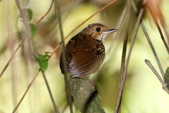 Pnoepyga pusilla