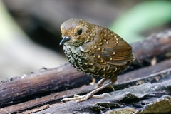 Pnoepyga pusilla