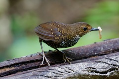 Pnoepyga pusilla