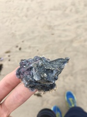 Saccostrea glomerata