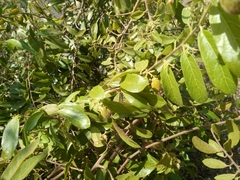 Dichapetalum