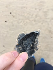 Saccostrea glomerata