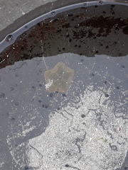 Parvulastra dyscrita