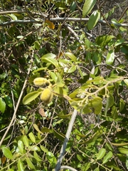 Dichapetalum