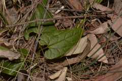 Aristolochia meridionalis