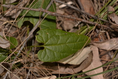 Aristolochia meridionalis