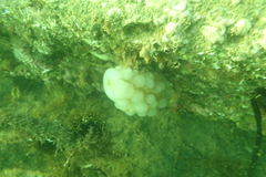 Phallusia mammillata