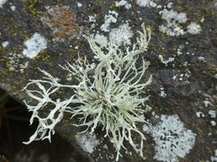 Ramalina subfarinacea