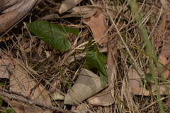 Aristolochia meridionalis