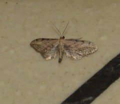 Idaea attenuaria