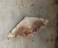 Lepidoptera
