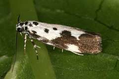 Ethmia quadrillella