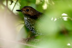 Pnoepyga pusilla