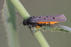 Ethmia aurifluella