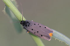 Ethmia aurifluella