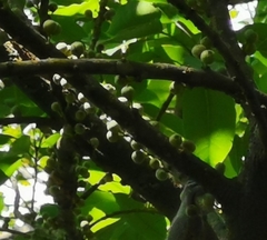 Ficus variegata