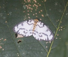 Abraxas intervacuata