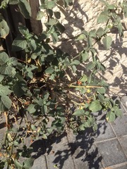 Solanum villosum