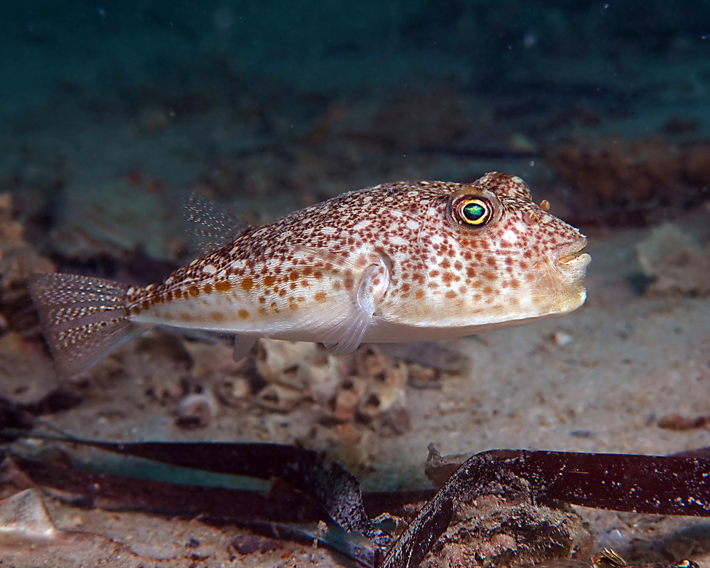 Hicks' toadfish (Torquigener hicksi) — Tetraodontidae