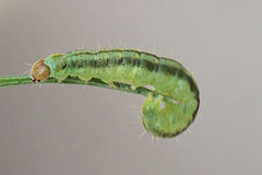 Agonopterix ferulae