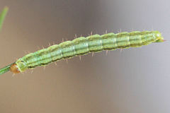Agonopterix ferulae