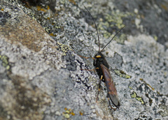Urocerus flavicornis