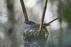 Terpsiphone bourbonnensis