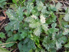 Potentilla intermedia