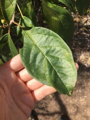 Clerodendrum floribundum