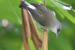 Zosterops borbonicus