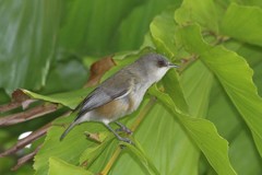 Zosterops borbonicus