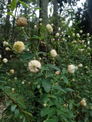 Pimelea ligustrina
