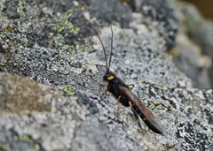 Urocerus flavicornis
