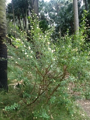 Pimelea ligustrina