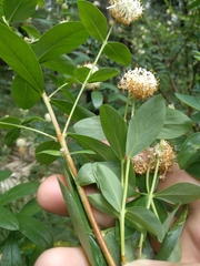 Pimelea ligustrina